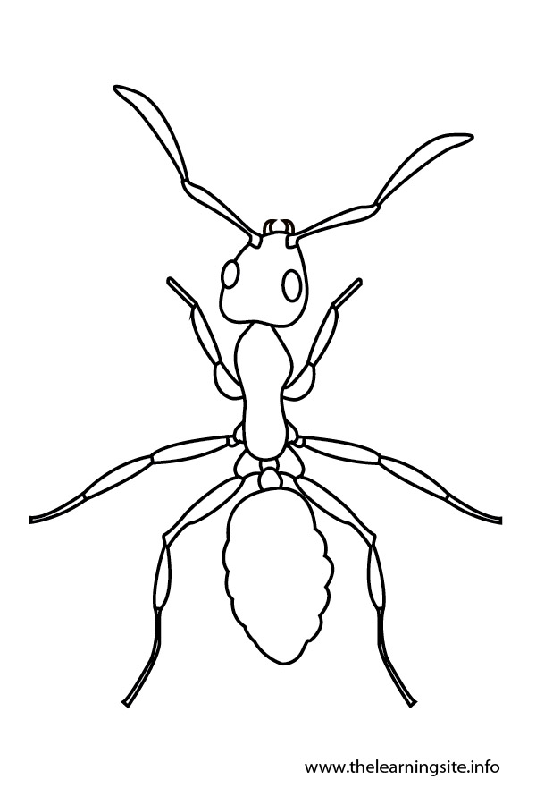 coloring-page-outline-insects-ant