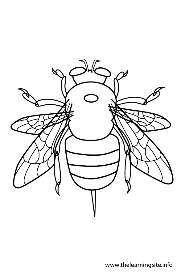 coloring-page-outline-insects-bee