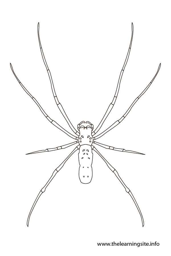 coloring-page-outline-insects-spider