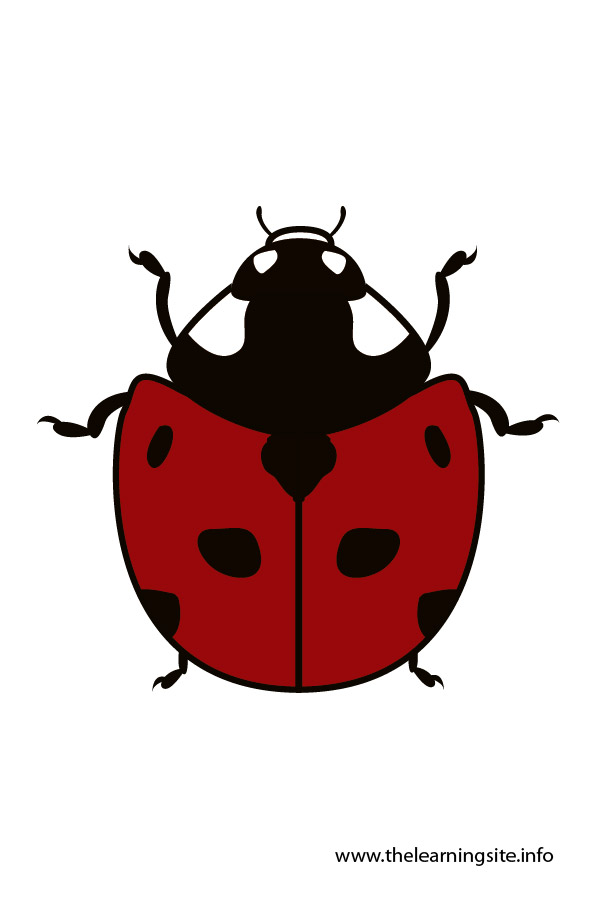 flashcard-insects-ladybug-01