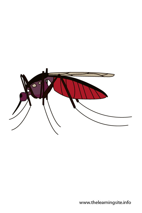 flashcard-insects-mosquito-01