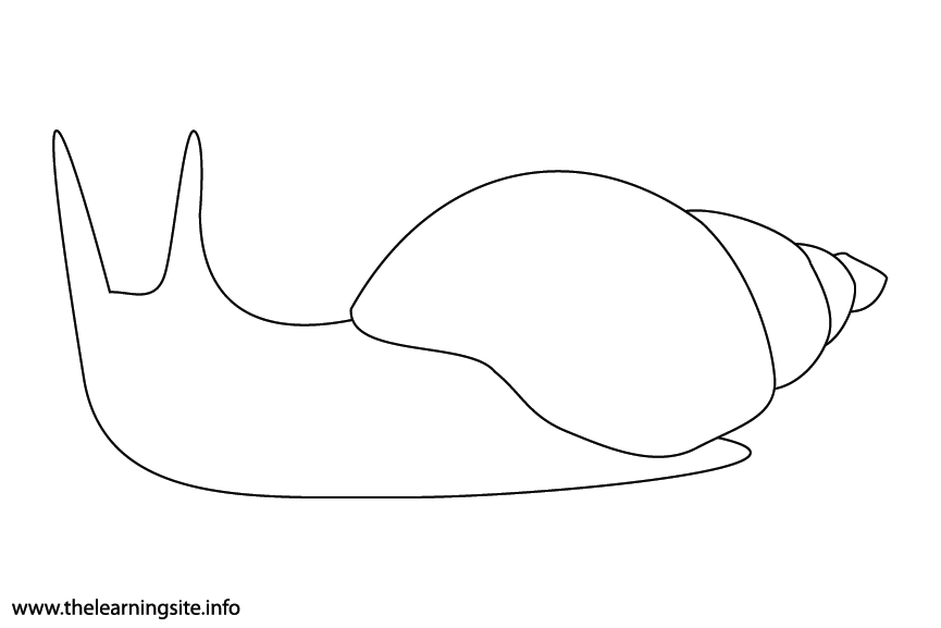 Animal Adjective Slow Snail Coloring Page Flashcard Illustration