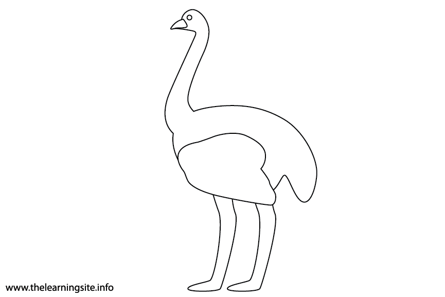 Animal Adjective Tall Ostrich Coloring Page Flashcard Illustration