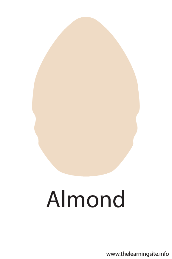 Almond Crayola Color Flashcard Illustration