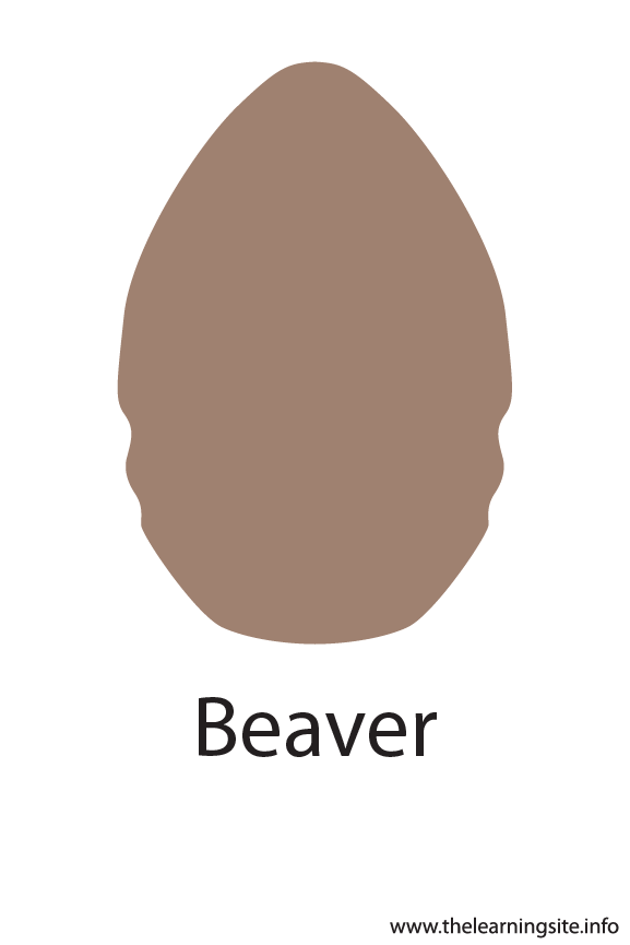 Beaver Crayola Color Flashcard Illustration