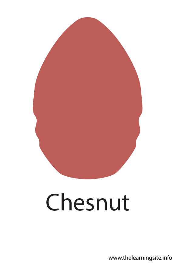 Chesnut Crayola Color Flashcard Illustration
