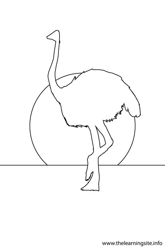 Ostritch Animal Sunset Silhouette Coloring Page Outline Flashcard Illustration