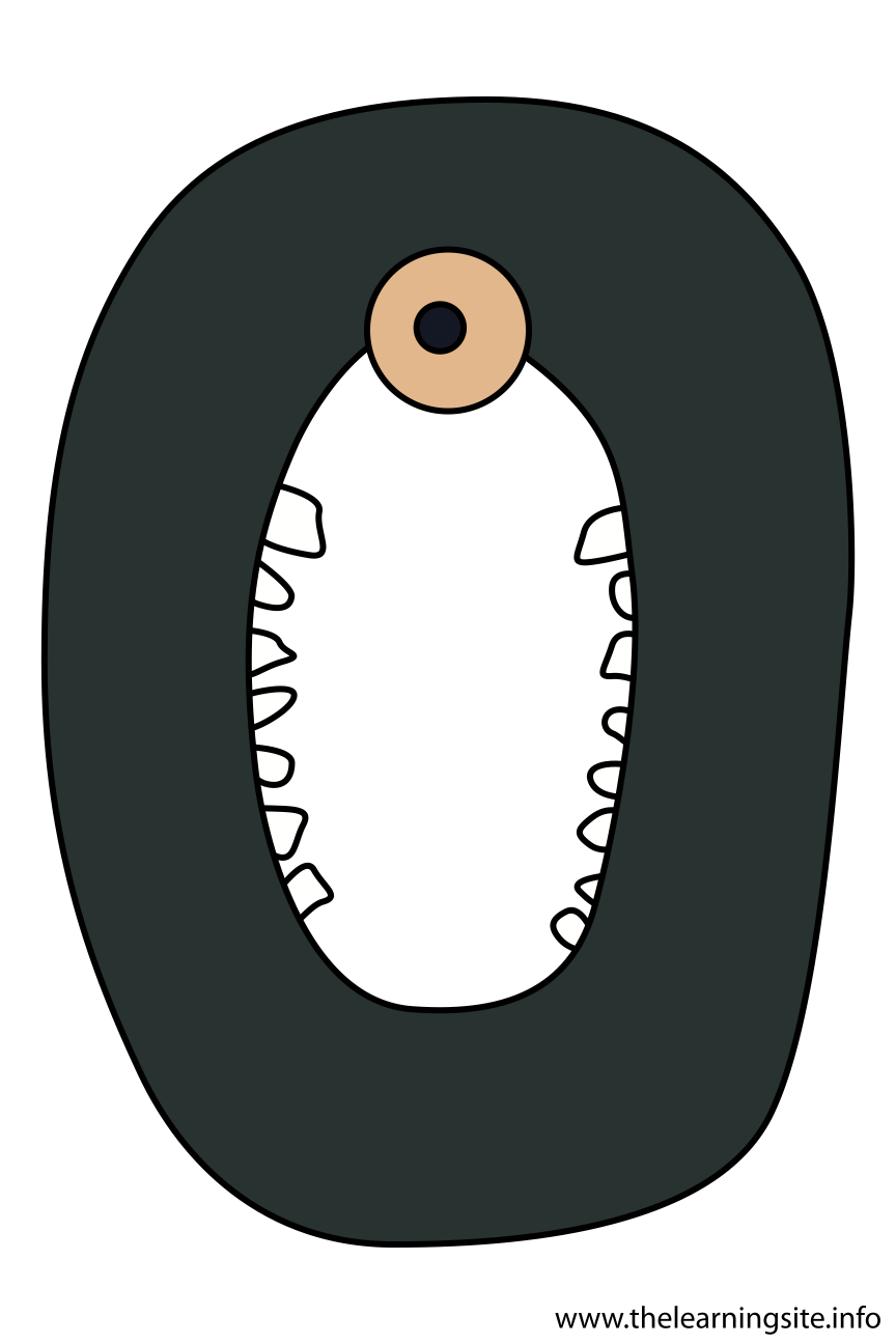 Alphabet Character Letter O Flashcard Illustration